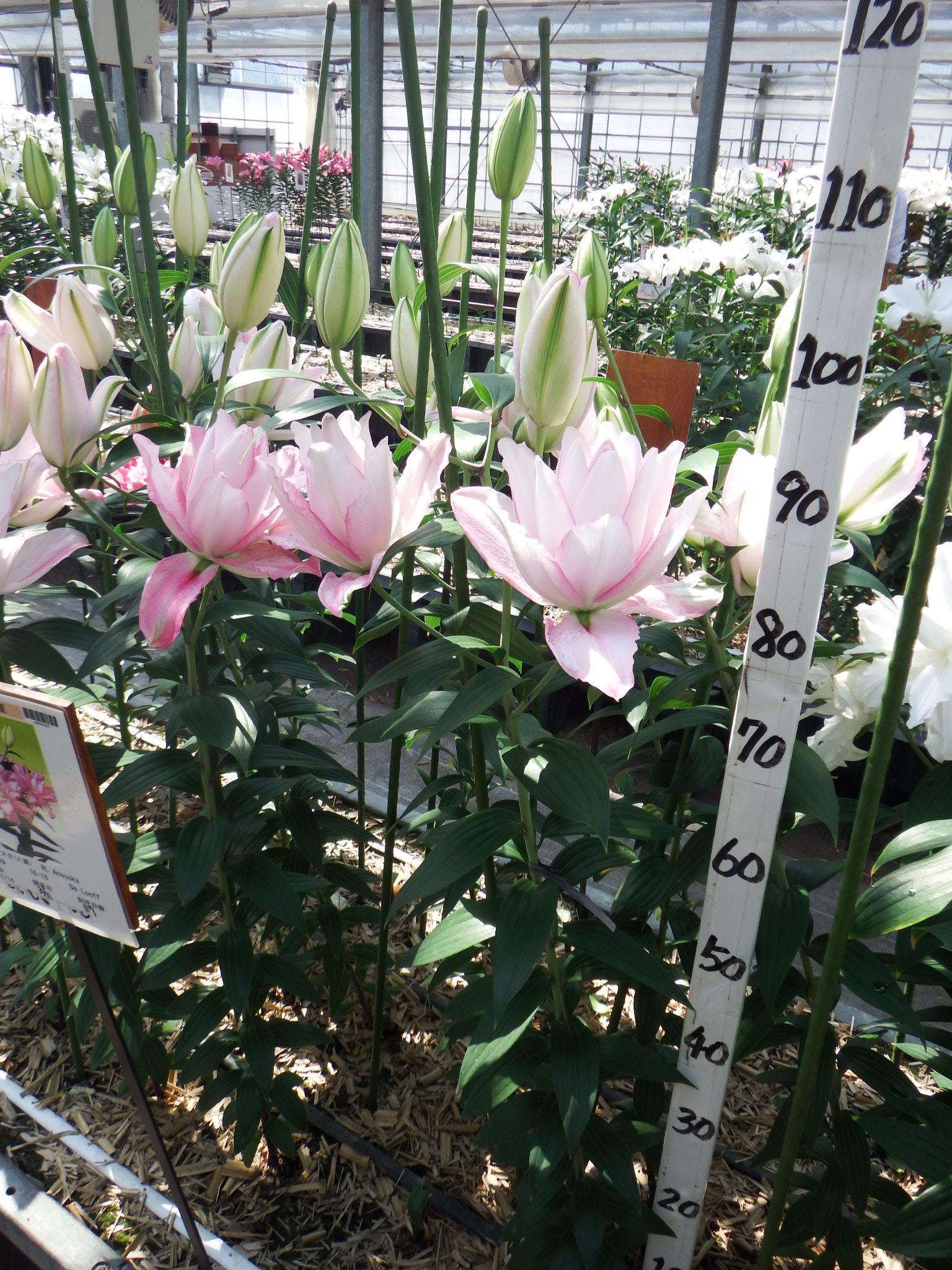 RL アヌースカ(八重)